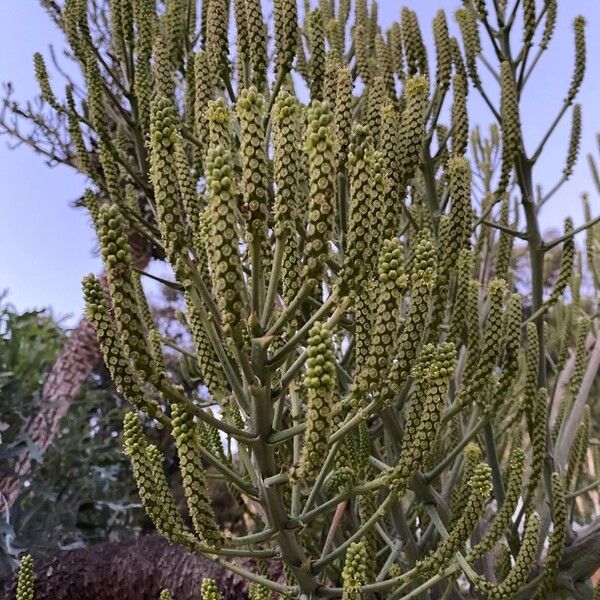 Cussonia paniculata Kwiat