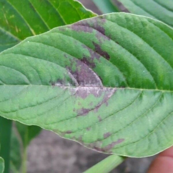 Amaranthus spinosus পাতা