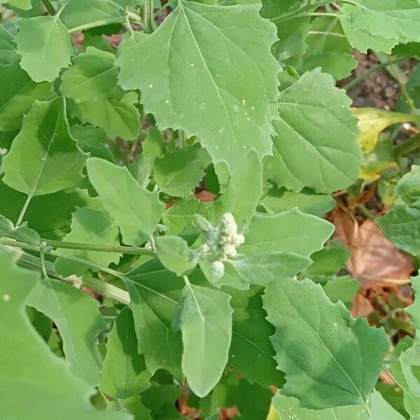 Chenopodium album Folla