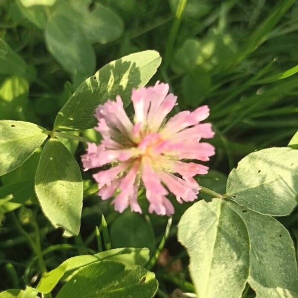 Trifolium medium Flor