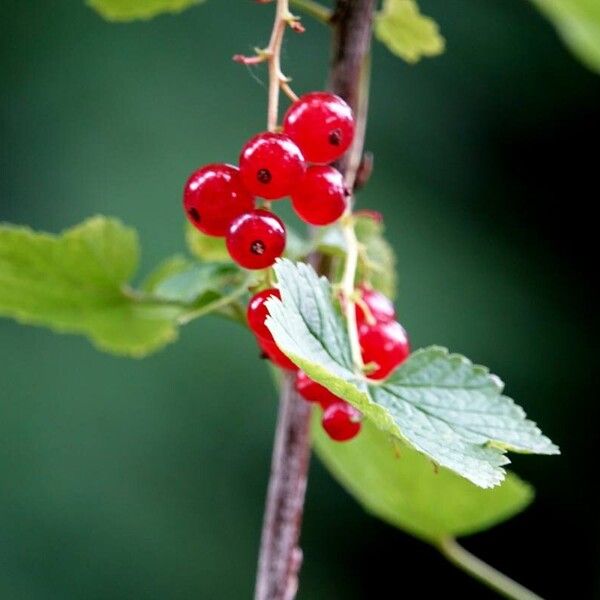 Ribes rubrum عادت داشتن