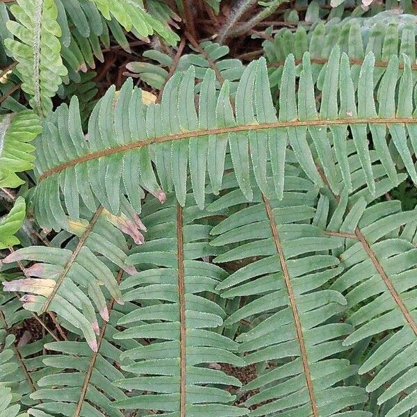 Nephrolepis cordifolia Blad