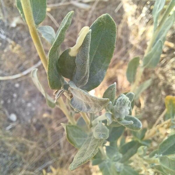 Atriplex canescens Leaf