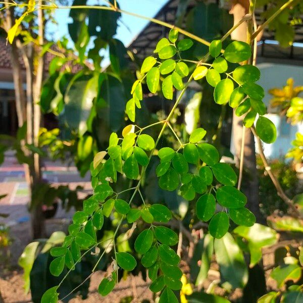 Moringa oleifera পাতা