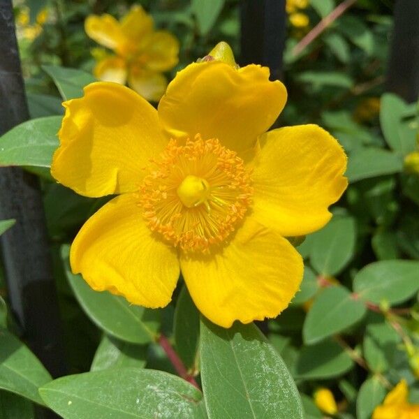 Hypericum × hidcoteense Flower