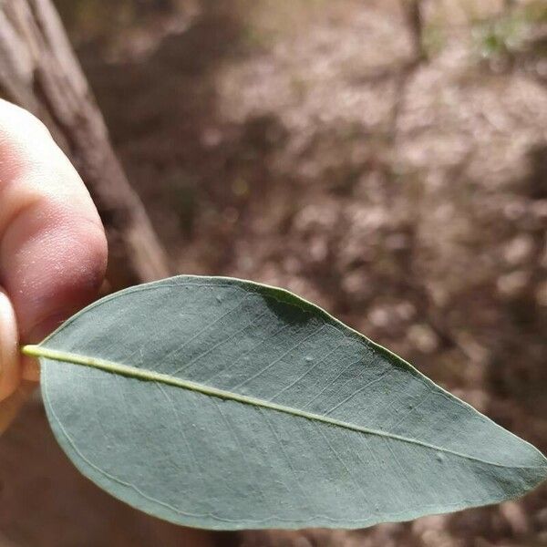 Eucalyptus camaldulensis Лист