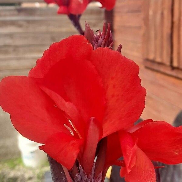 Canna indica പുഷ്പം