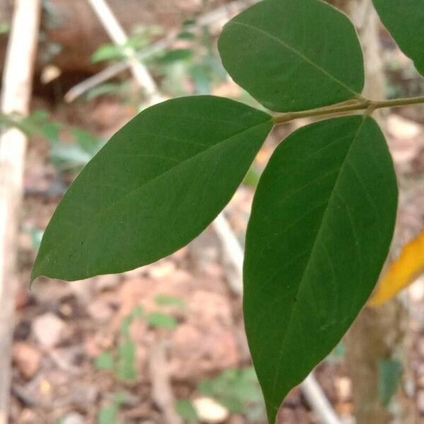 Averrhoa carambola पत्ता