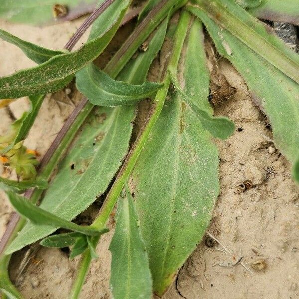 Calendula arvensis 叶
