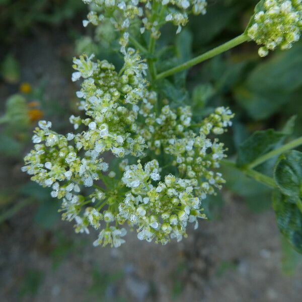 Lepidium latifolium Цветок