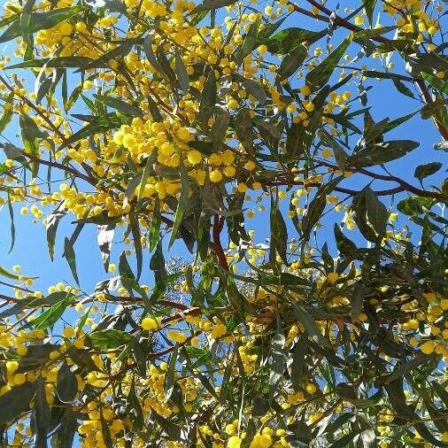 Acacia pycnantha Цвят