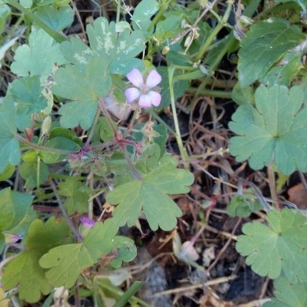 Geranium rotundifolium Cvet