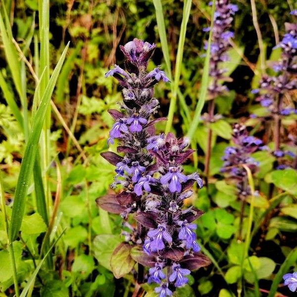 Ajuga reptans Çiçek