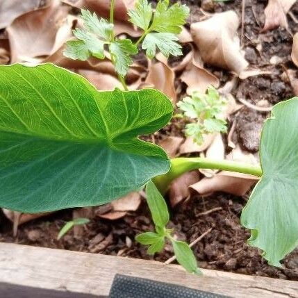 Peltandra virginica Leaf