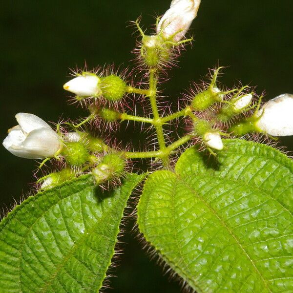 Miconia crenata Лист