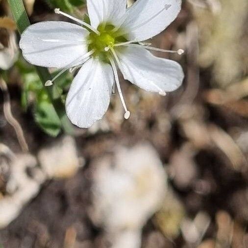Arenaria ciliata (Fringed sandwort)