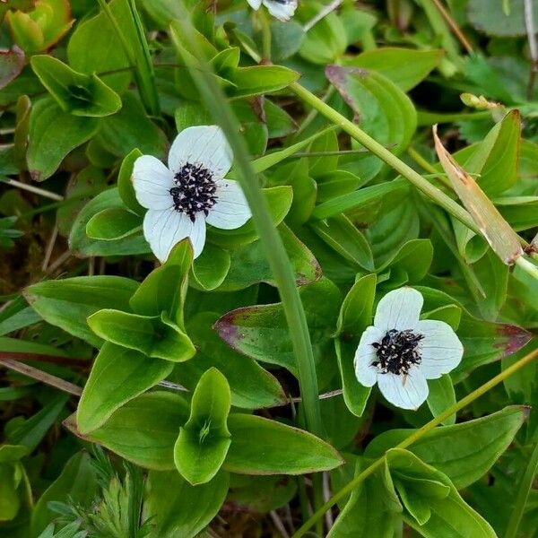 Cornus suecica Цвят