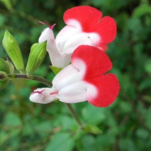 Salvia microphylla 花