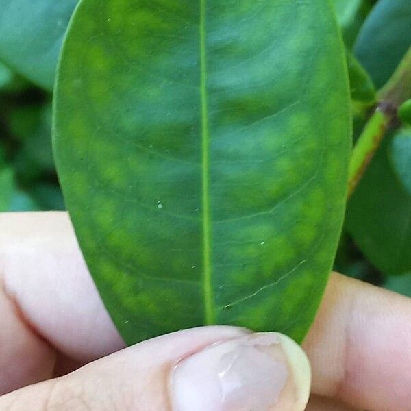 Ixora coccinea Leaf
