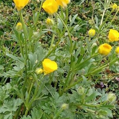 Ranunculus bulbosus Plante entière