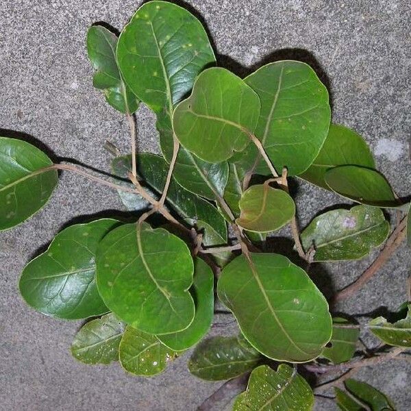 Endiandra neocaledonica