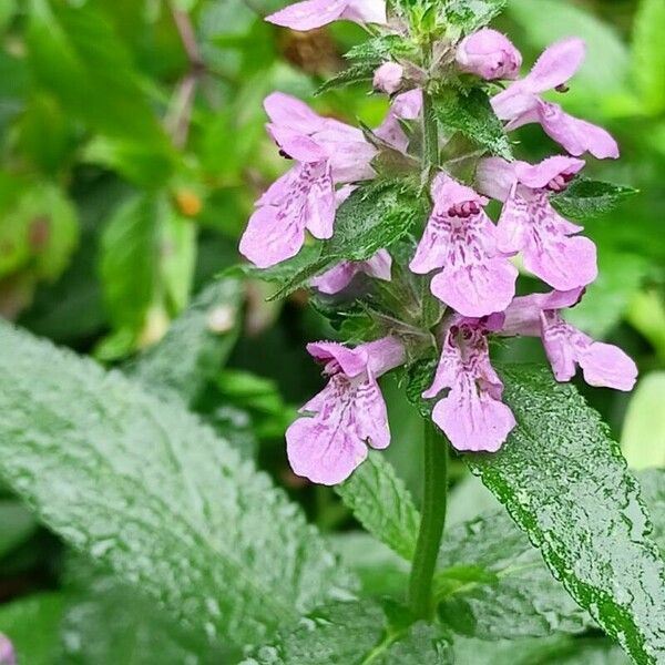 Stachys palustris Žiedas