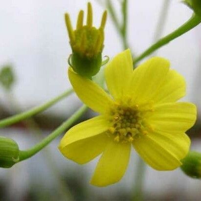 Senecio marnieri 花