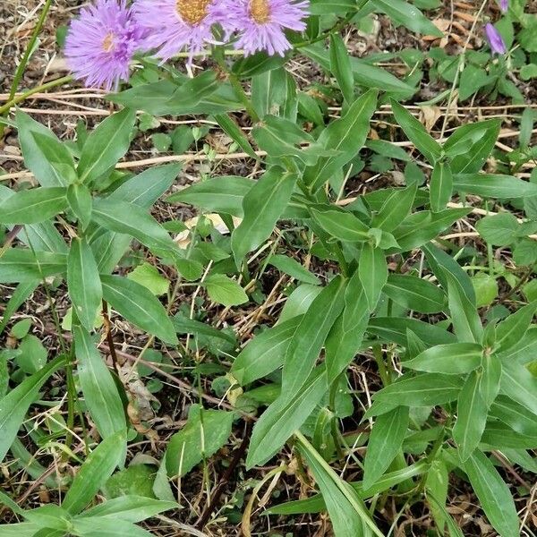 Erigeron speciosus Frunză