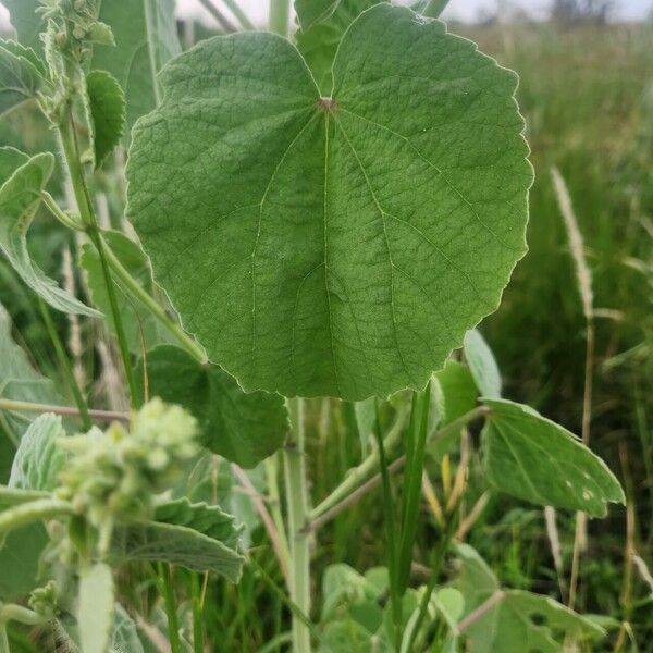 Abutilon pannosum Blad