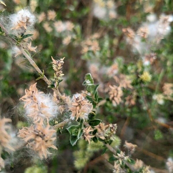 Salix repens Flower