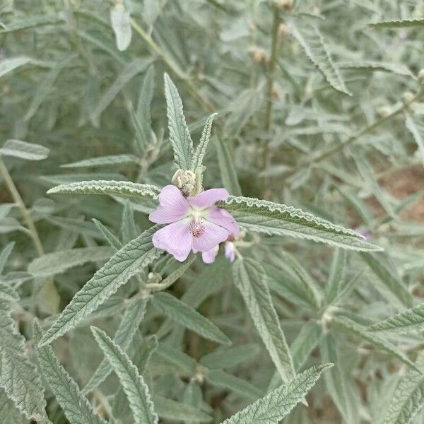 Sphaeralcea angustifolia Flower