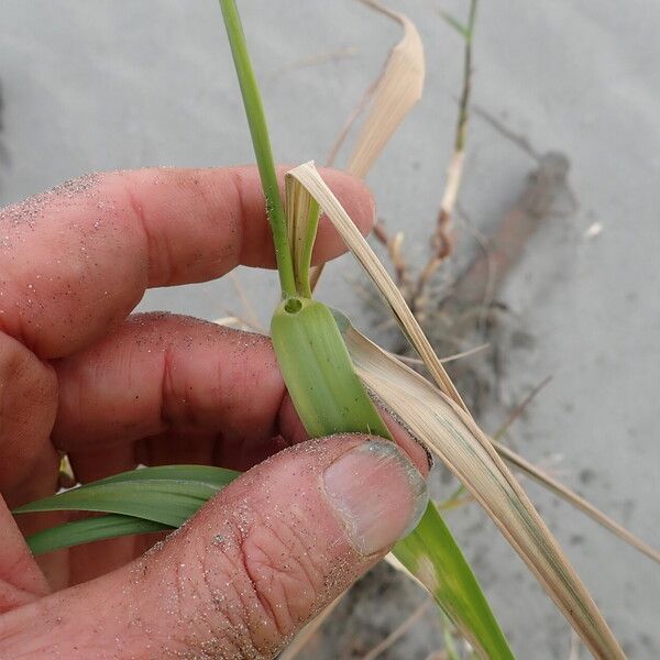 Phragmites karka برگ