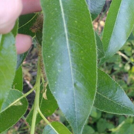 Salix pentandra Folha