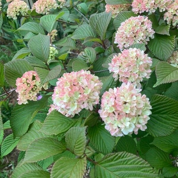 Viburnum plicatum Flower