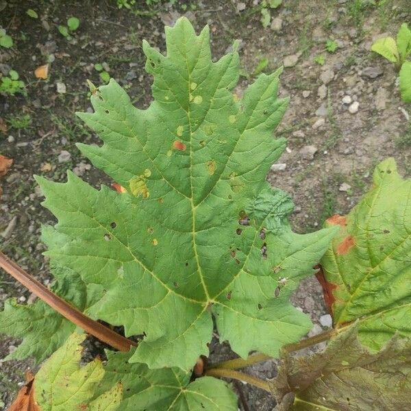 Rheum palmatum 叶