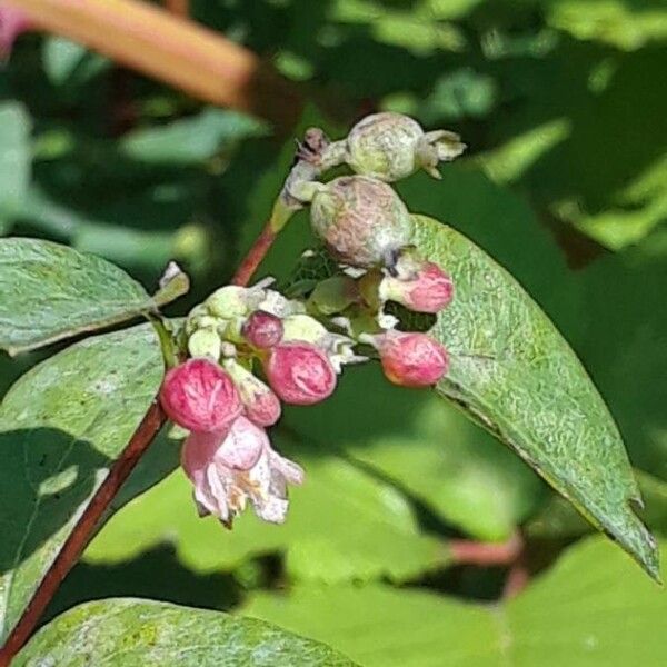 Symphoricarpos occidentalis Çiçek