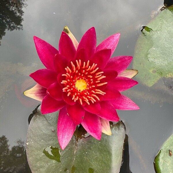 Nymphaea candida 花