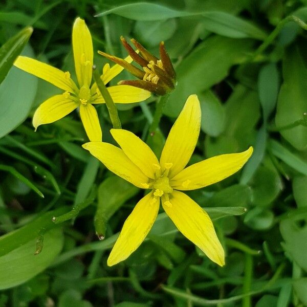 Gagea fragifera Flower