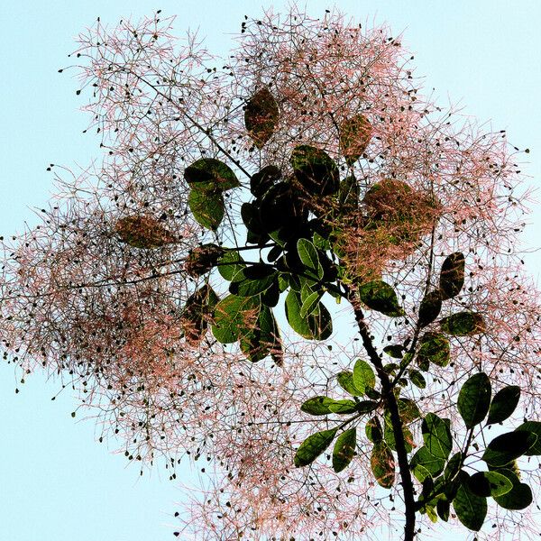 Cotinus coggygria Blüte