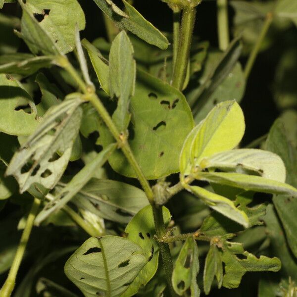 Senna obtusifolia Blad