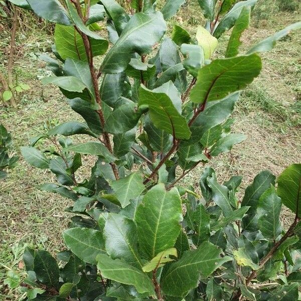 Prunus africana Leaf