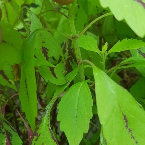 Coleus scutellarioides 樹皮