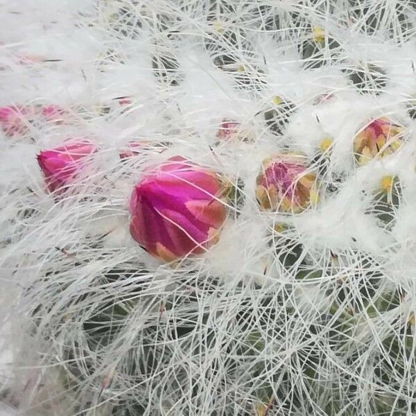 Mammillaria hahniana Blüte