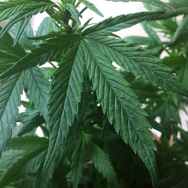 Cannabis sativa Leaf