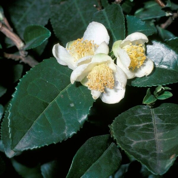 Camellia sinensis Λουλούδι