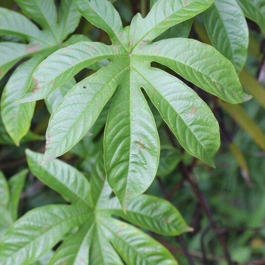 Merremia tuberosa 叶