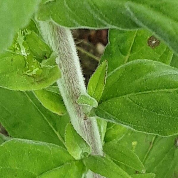 Epilobium parviflorum Bark