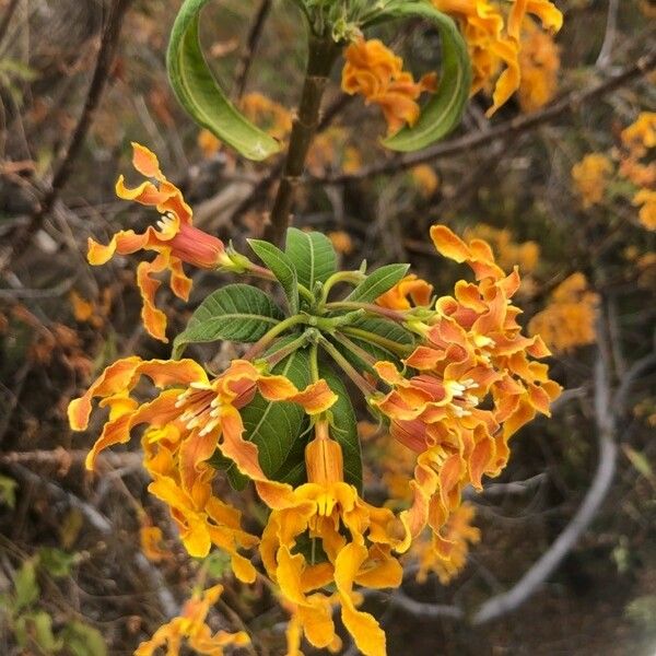 Strophanthus boivinii Flower