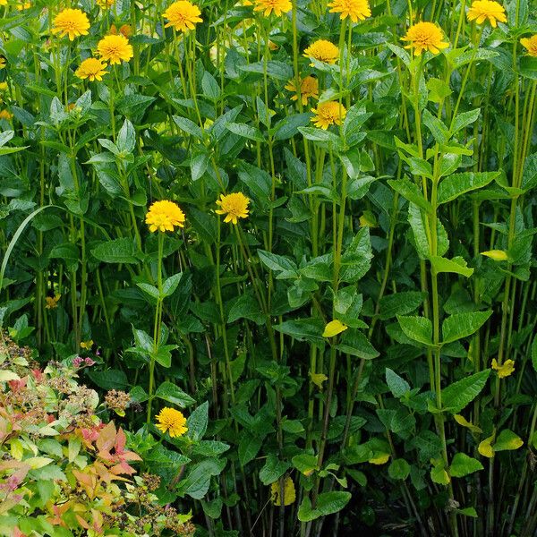 Heliopsis helianthoides Costuma