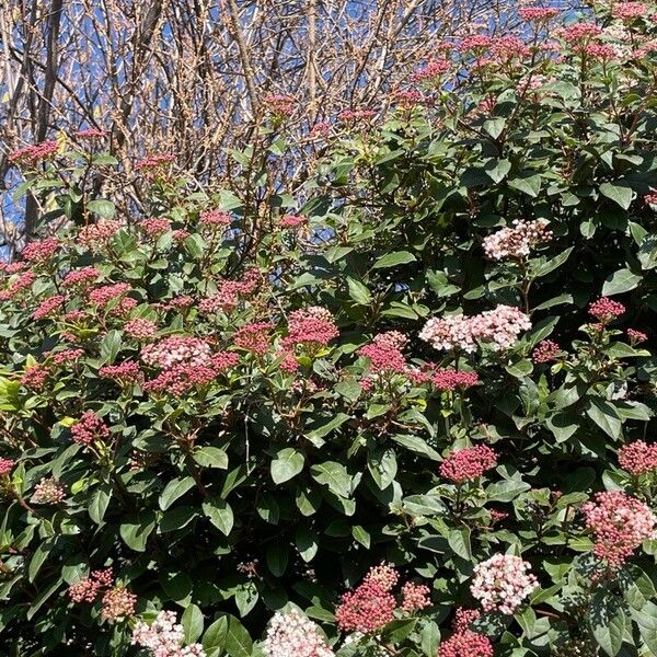 Viburnum rigidum ফুল